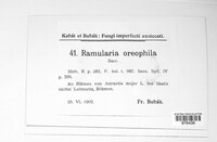 Ramularia oreophila image